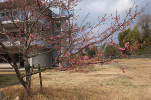 昭和39年卒業の方々が還暦の記念に植えられた中庭の桜の木が開花をむかえています。